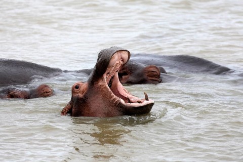 Hippopotamus (Hippopotamus amphibius), adult, in the water, yawning, menacing, portrait,