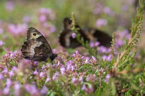 Hipparchia alcyone, Hipparchia hermione, small forest porter, rock grayling, butterfly, insects,
