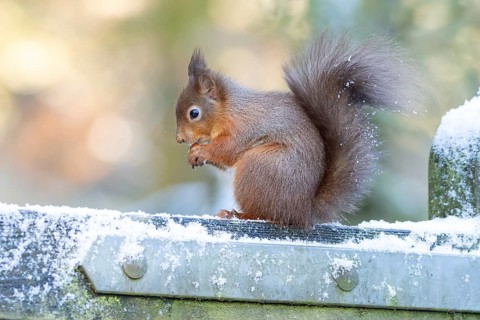 Red squirrel (Sciurus vulgaris) adult animal eating a nut on a gate in snow in winter, England,