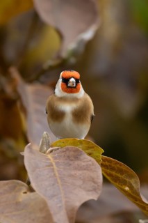 European goldfinch (Carduelis carduelis) adult garden bird in a magnolia tree with autumn colour
