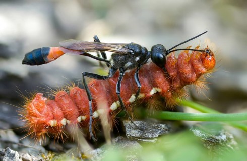 Acronicta rumicis, ammophila sabulosa, ampferous owl, ampferowl, common sand wasp, digging wasp,