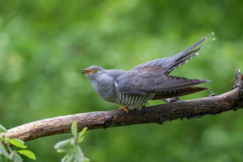 Cuckoo (Cuculus canorus), male, perched on a branch, Littlewood Ranch, Limbach, Burgenland, Austria