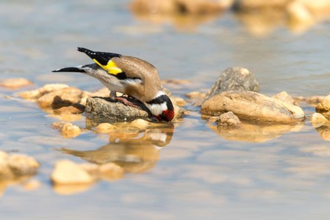 Carduelis carduelis, goldfinch, goldfinch, goldfinch, bath, bird bath, birds, passeri, songbirds,