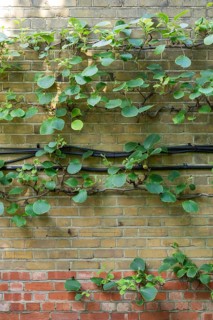 A kiwi or Chinese gooseberry (Actinidia deliciosa) growing on a wall, Chelsea Physic Garden, a