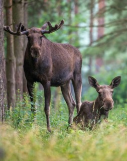 Alces alces, artiodactyla, elk, even-toed ungulate, mosses, cloven-hoofed, high size, portrait,
