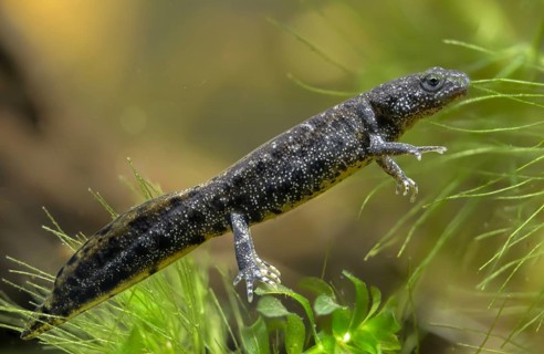 Great Crested Newt, Crested Newt, Northern Crested Newt, Triturus Cristatus, Amphibians,
