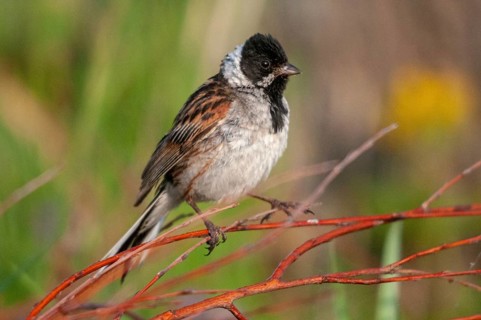 Emberiza Schoeniclus, Reed Bunting, Rohrrammer, Birds, Passeri, Songbirds, Birds