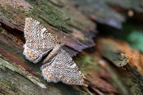 Calocalpe undulata, Geometridae, Hydria undulata, rheumaptera undulata, tensioner, butterfly,