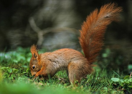 Squirrels, rodents, rodentia, sciurus vulgaris, squirrel, mammals, rodents, mammals
