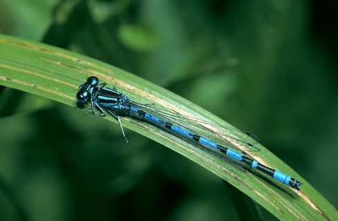 Coenagrion Mercuriale, Helmet Azuremaid, Southern Damselfly, Damselflies, Dragonflies, FFH,