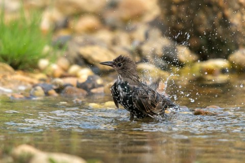 Star, Starling, Sturnus Vulgaris, Bath, Bird Bath, Birds, Passeri, Songbirds, Potion, Birdbath,