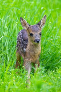 European roe deer (Capreolus capreolus), cute vulnerable fawn hidden in long grass in meadow,