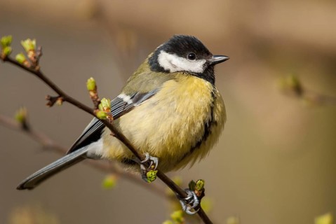 Great tit, great tit, parus major, birds, tits, passeri, songbirds, songbirds, tits, birds
