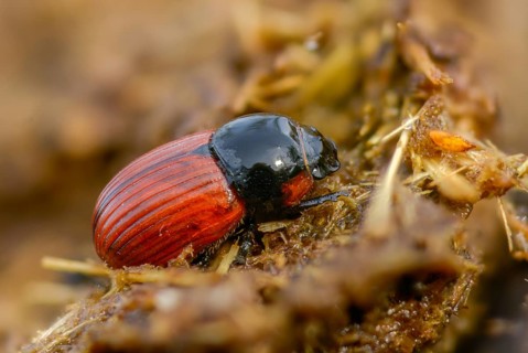Aphodius cf. fimetarius, aphodius fimetarius, dung beetle, common dung beetle, red-winged dung
