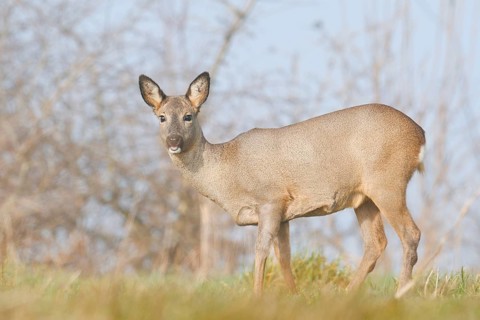 European roe deer (Capreolus capreolus), a doe in the morning mist, winter, North Rhine-Westphalia,