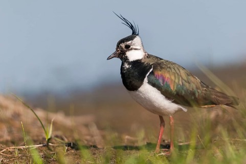 Lapwing, vanellus vanellus, birds, charadriiformes, limikolen, plovers, birds, waders, waders