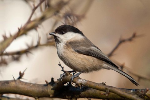 Marsh tit, parus palustris, poecile palustris, swamp tit, birds, tits, passeri, songbirds, tits,