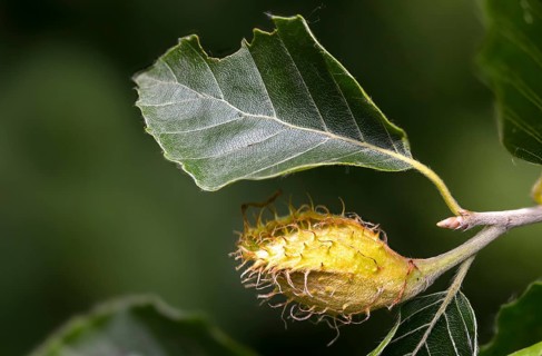 Beech plants, Fagaceae, Fagus sylvatica, European beech, tree, beech, beech, trees, common beech,