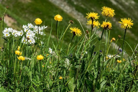 Wildblumen am Fellhorn, Globe-flower, Löwenzahl, Oberstdorf, Oberallgäu, Allgäu, Bavaria, Germany