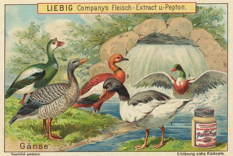 Picture series Birds, five geese birds, including a Magellanic goose (No. 1) and an Egyptian duck