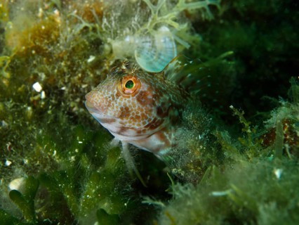 A ringneck blenny (Parablennius pilicornis) with orange markings watches intently, surrounded by