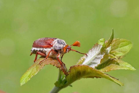 Cockchafer, forest cockchafer (Melolontha hippocastani), male, on a leaf, close-up, Wilnsdorf,