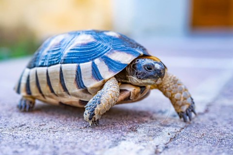 Hermann's tortoise (Testudo hermanni) walking on the ground, wildlife, Sardinia, Italy