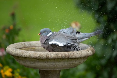 Wood pigeon (Columba palumbus) adult bird bathing in water of a garden bird bath, Suffolk, England,