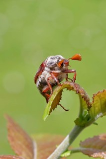 Cockchafer, forest cockchafer (Melolontha hippocastani), male, on a leaf, close-up, Wilnsdorf,