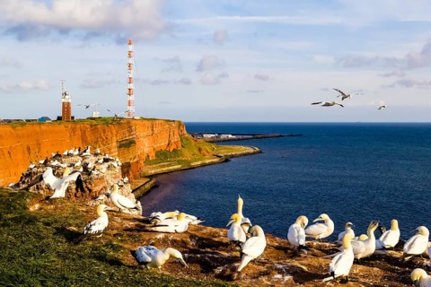Northern Gannet, colony, cliffs, (Morus bassanus), Heligoland, Schleswig-Holstein, Heligoland,