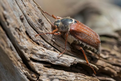 Leaf horn beetle, field may beetle, common may beetle, may bug, melolontha melolontha,