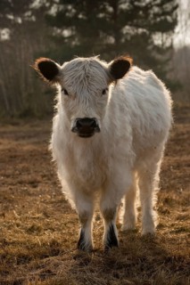 Artiodactyla, Bos Taurus sspec.4, cattle, even-toed ungulate, galloway cattle, galloway cattle,