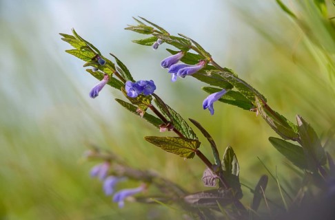 Common skullca, hooded skullcap, cap skullcap, marsh skullcap, scutellaria galericulata, swamp