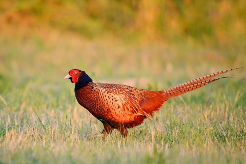 Hunting pheasant (Phasianus colchicus), cock standing in a meadow, North Rhine-Westphalia, Germany