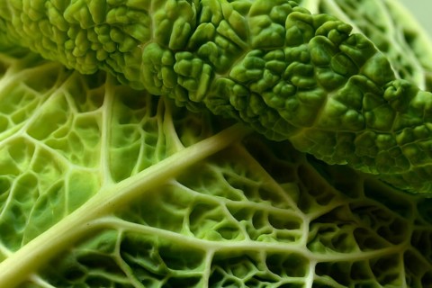 Savoy cabbage, detailed view of savoy cabbage