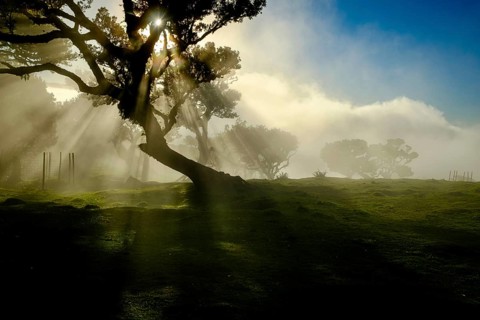 Tree in fog with sunbeams at golden hour, Laurel Forest, Fanal, Madeira, Portugal