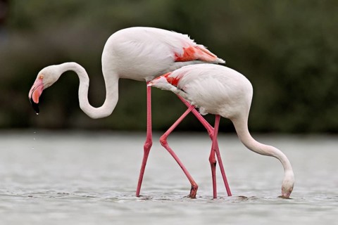 Two greater flamingos (Phoenicopterus roseus), standing in the water whilst foraging, Camargue
