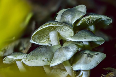 Knight, Soap Knight, Tricholoma Saponaceum, Laundry Knight, Fungus, Mushrooms, Soap Tricholoma,
