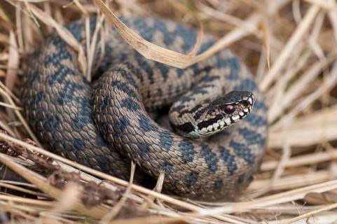 European adder, European viper, venomous snake, vipera berus, critters, poisonous reptilia,