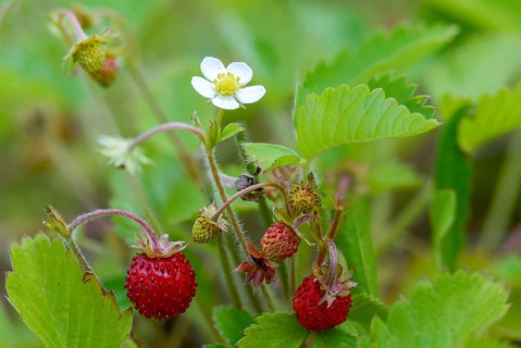 Alpine strawberry, European strawberry, fragaria vesca, strawberry, rosaceae, rose family, wild