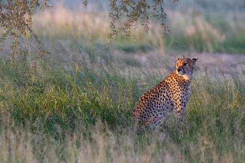 Cheetah (Acinonyx jubatus). Female in the last light of the evening. Kalahari Desert, Kgalagadi