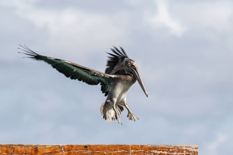 Brown pelican (Pelecanus occidentalis), Curacao