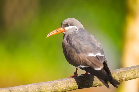 Inca tern (Larosterna inca) sitting on a branch, captive, distribution south america