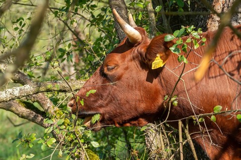 Artiodactyla, Bavaria, Bos Taurus sspec.5, cattle, even-toed ungulate, high-altitude cattle, Upper