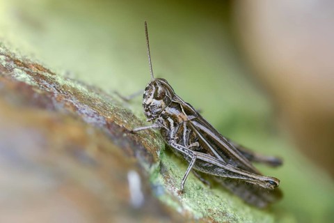 Acrididae, caelifera, field locusts, gomphocerinae, short-feeler, nightingale grasshopper,