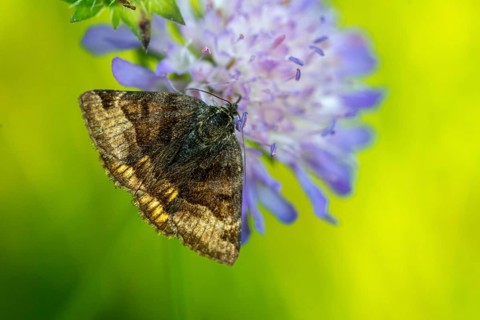 Brown dayowl, euclidia glyphica, burnet companion moth, butterfly, insects, moths, moths, moths,
