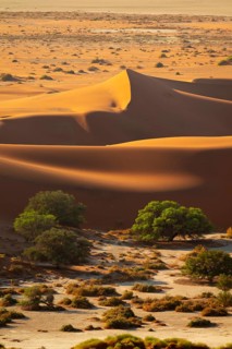 Green trees between red-yellow Namib sand dunes, Namib Desert, Namib-Naukluft National Park,