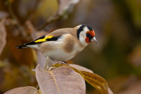 European goldfinch (Carduelis carduelis) adult garden bird in a magnolia tree with autumn colour