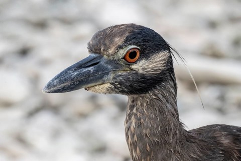 Crab Heron (Nyctanassa violacea), portrait, Playa Kalki, Curacao