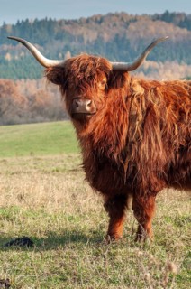 Artiodactyla, bos primigenius f. taurus, even-toed ungulate, highland cattle, kyloe, cloven-hoofed,